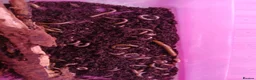 Millipedes invertebrates for sale: Bumble Millipede Colony – 50+ Mixed Sizes – £50 - Advert 1