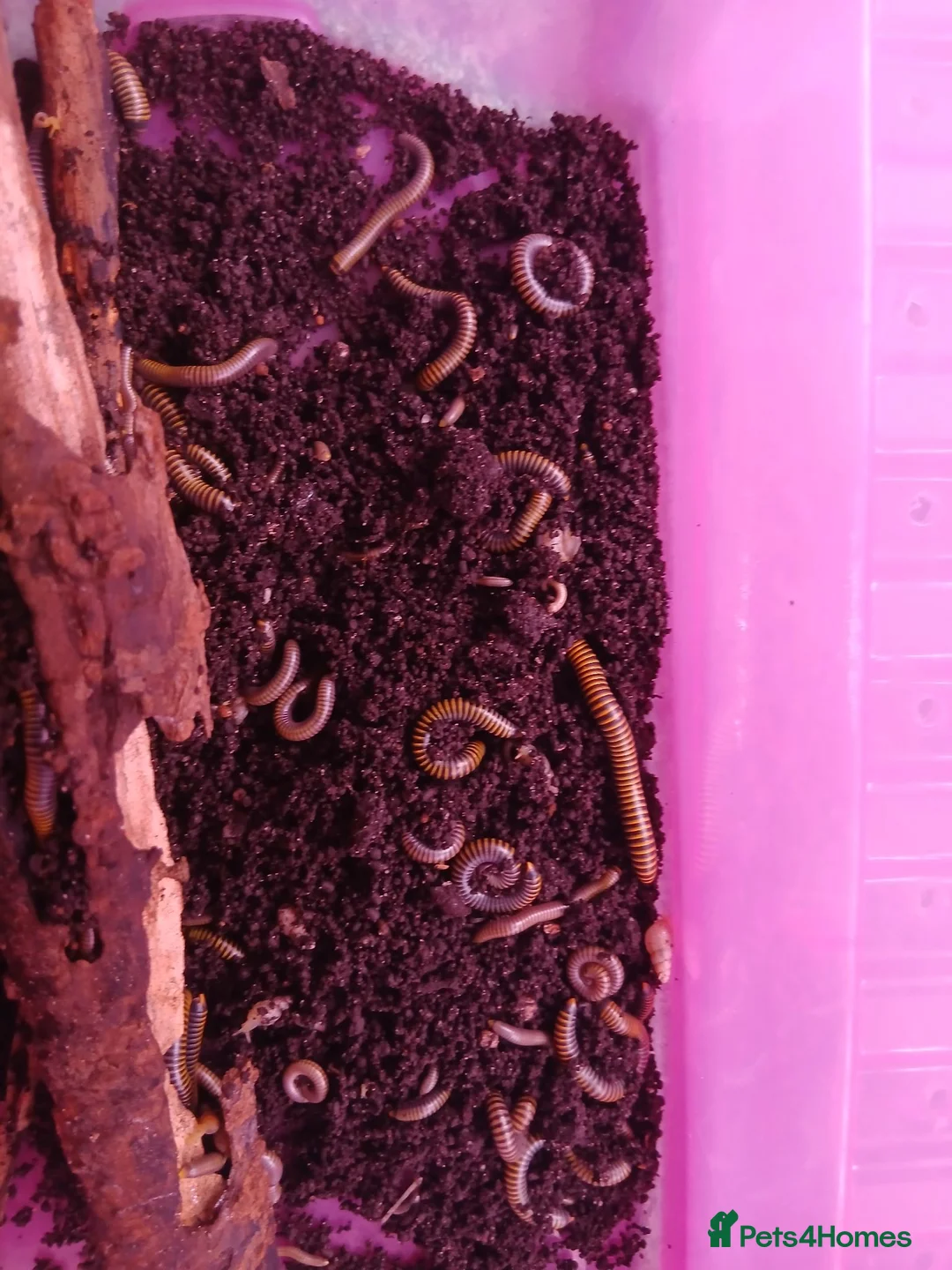 Millipedes invertebrates for sale: Bumble Millipede Colony – 50+ Mixed Sizes – £50 - Advert 1