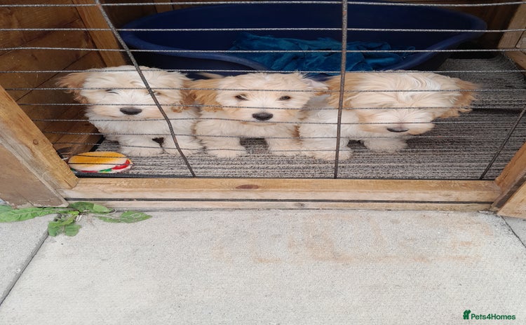 Mixed Breed dogs - Advert 13