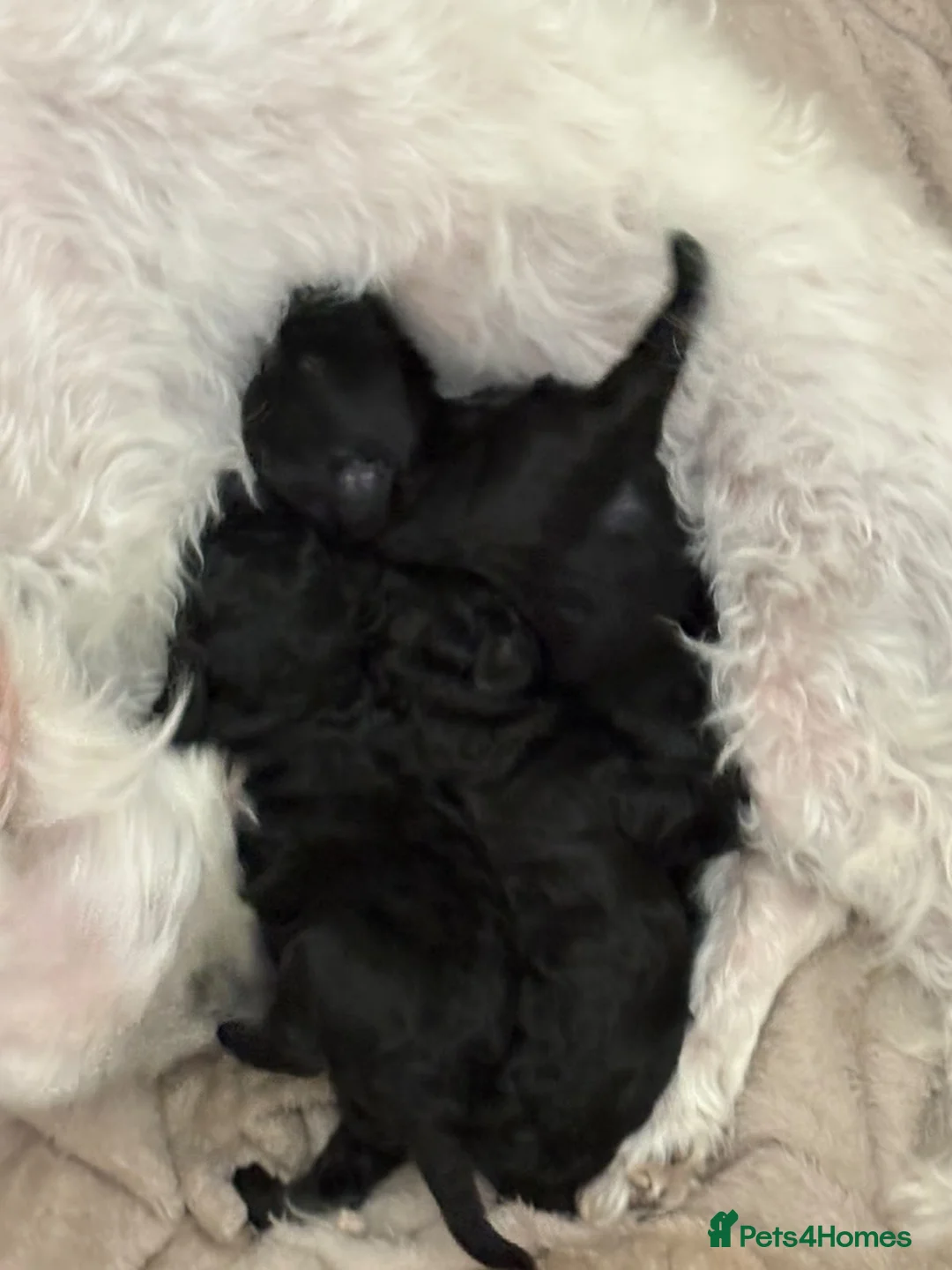 Maltipoo dogs for sale: Maltipoo puppies in Oxford - Advert 2