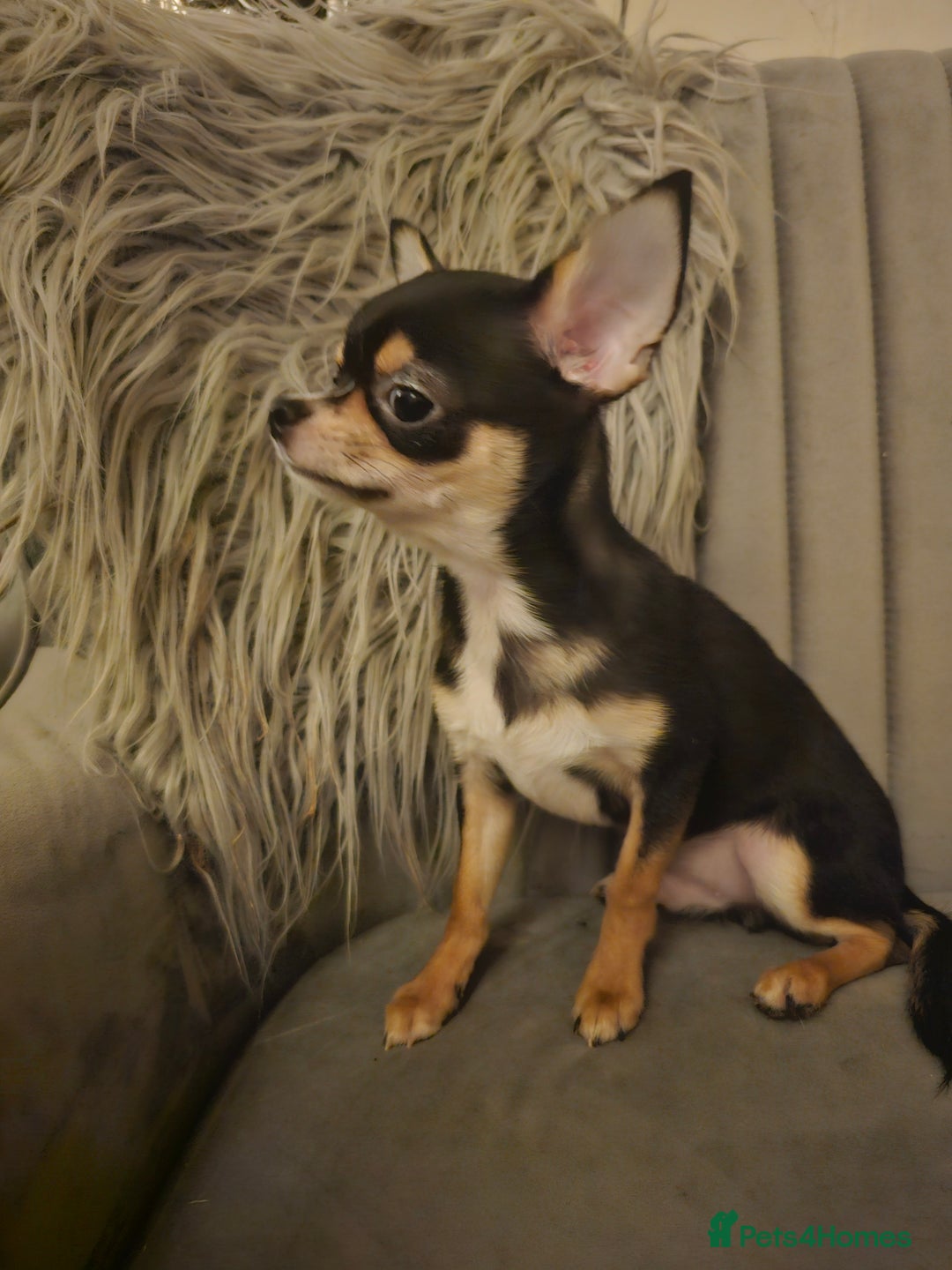 Chihuahua dogs for sale: Chihuahua Puppies–Stunning Colours–Ready for Homes - Image 10