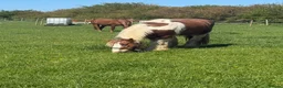 Irish Cob horses for sale: Skewbald stocky cob 14.3 - Advert 2