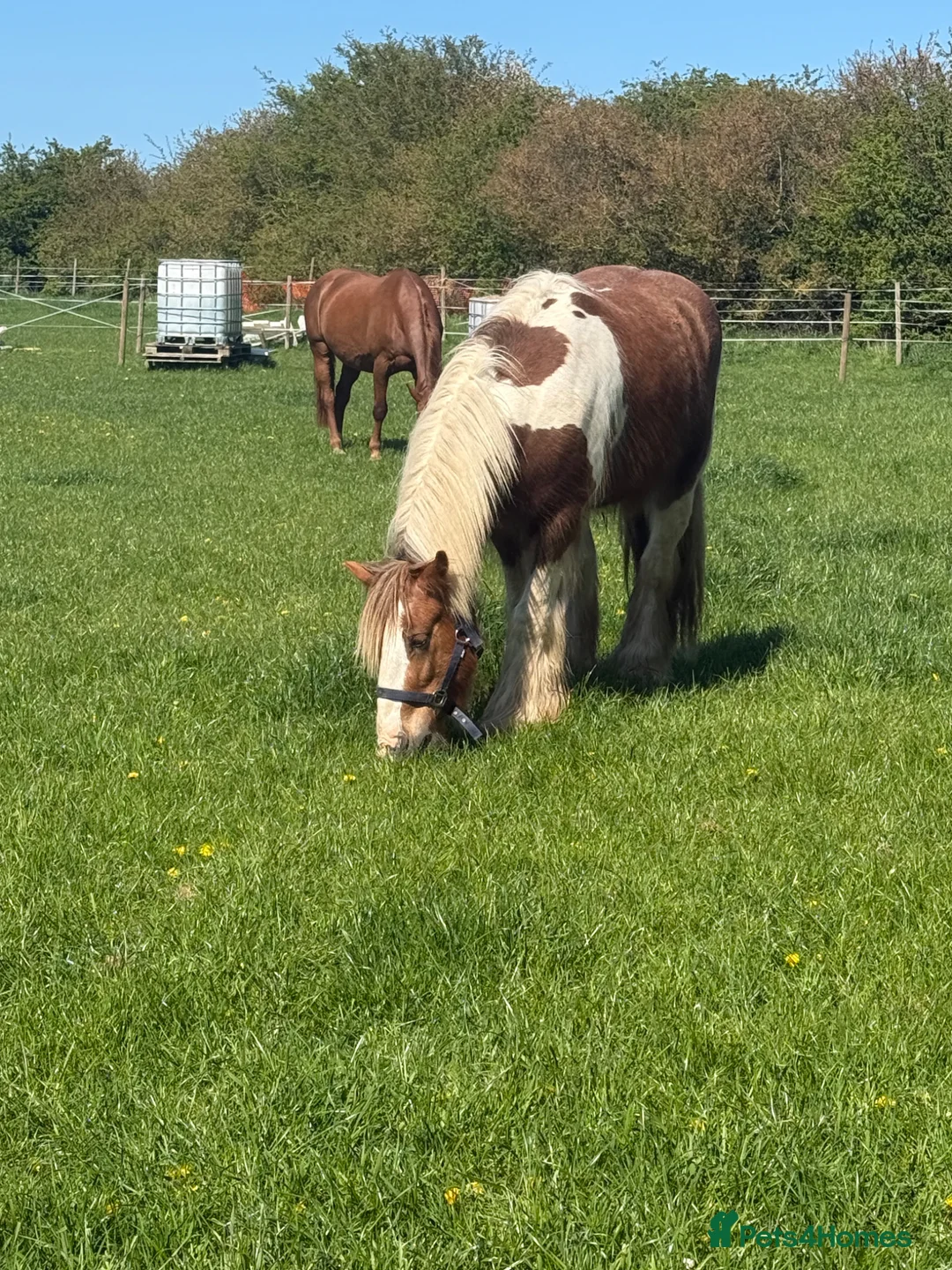 Irish Cob horses for sale: Skewbald stocky cob 14.3 - Advert 2