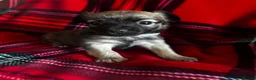 Chihuahua dogs for sale: Longhaired Chihuahua  - Advert 10