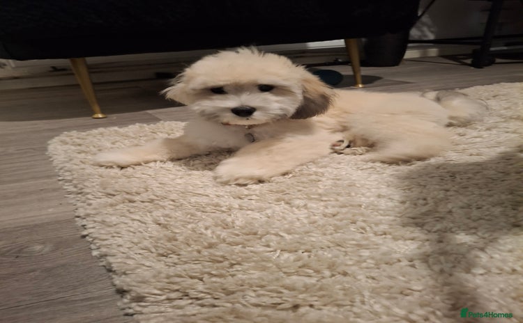 Lhasapoo dogs - Advert 2