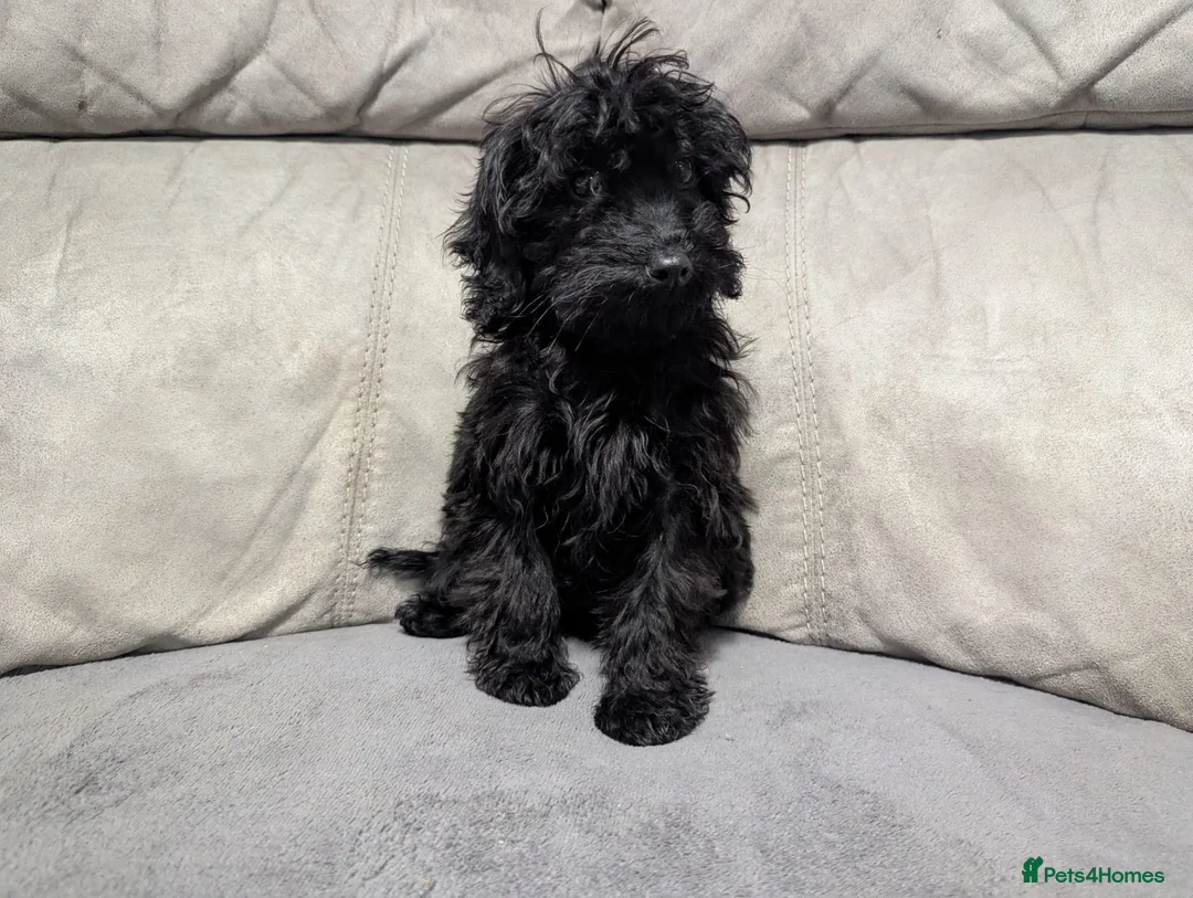 Cockapoo dogs for sale: 🐶 Black Girl (Tiny) 🐶 - Advert 3