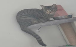 Mixed Breed cats for sale: Meet Maggie bengal mix - Image 5