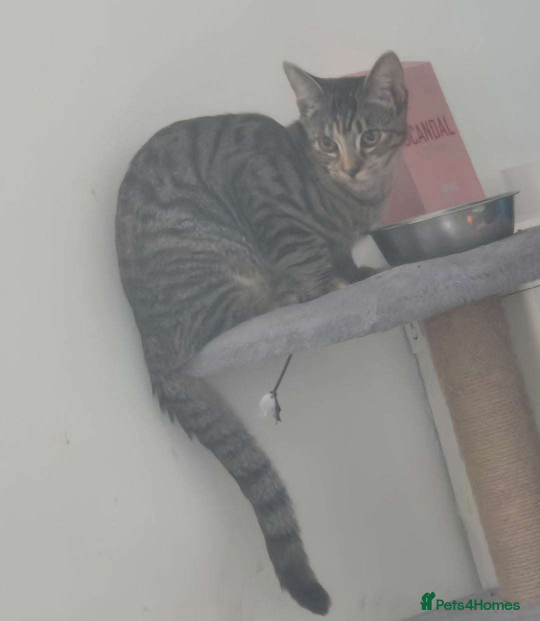Mixed Breed cats for sale: Meet Maggie bengal mix - Image 5