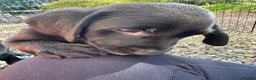 Labrador Retriever dogs for sale: Curious and playful Black Labrador Puppies in Crieff - Advert 14