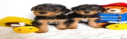 Airedale Terrier dogs for sale: ⭐ QUALITY KC AIREDALE TERRIERS ⭐ - Advert 3