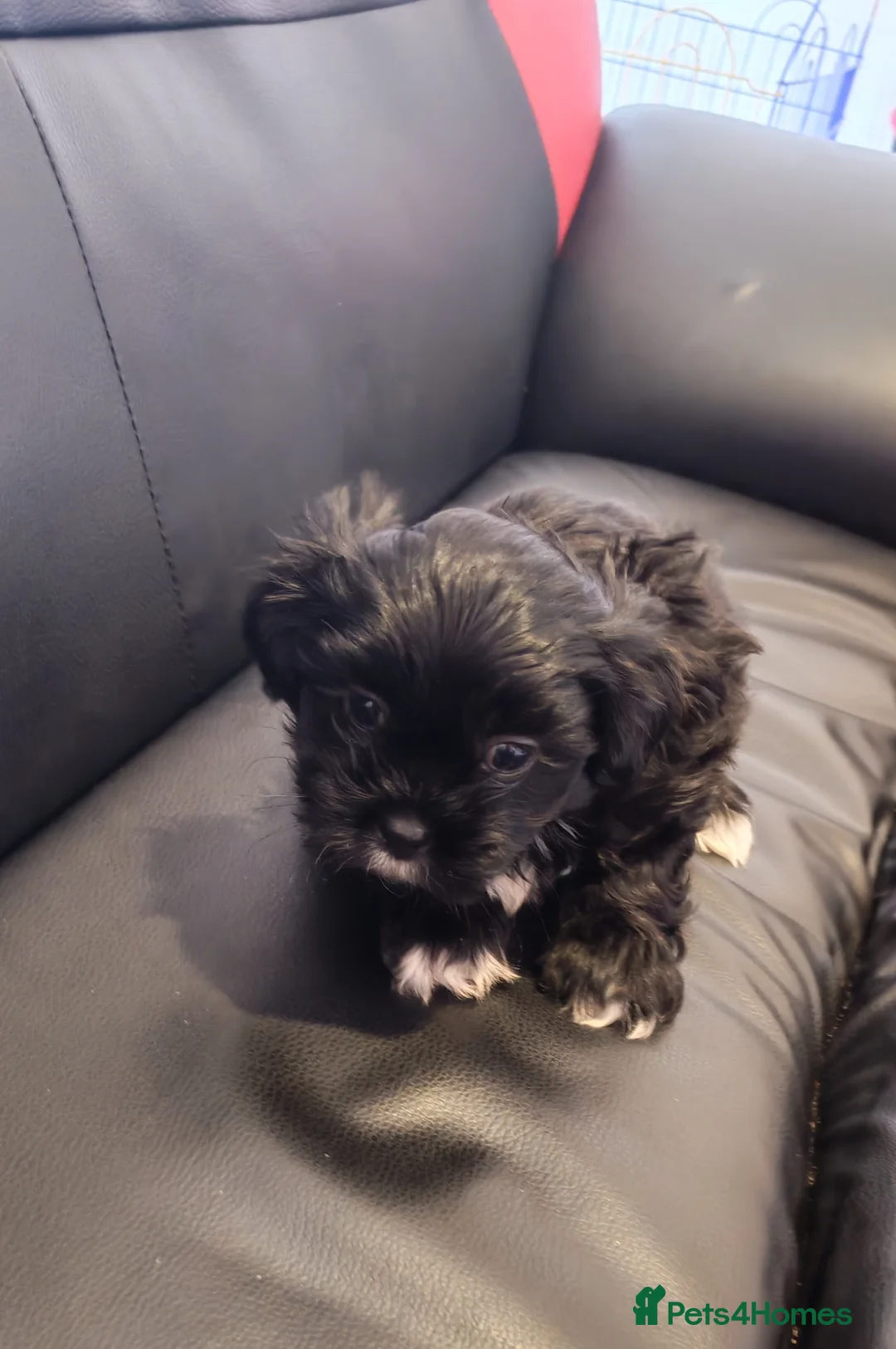 Shichon dogs for sale: Adorable Shichon puppies for sale- Teddy bear dogs in Burton-on-Trent - Advert 1