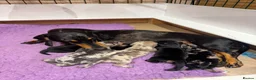 Miniature Dachshund dogs for sale: 5 beautiful Miniature Dachshunds  in Wymondham - Advert 2