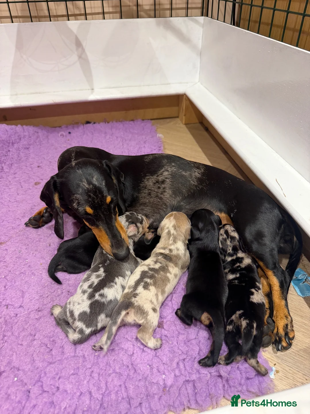 Miniature Dachshund dogs for sale: 5 beautiful Miniature Dachshunds  in Wymondham - Advert 2