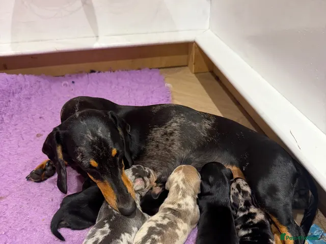Miniature Dachshund dogs for sale: 5 beautiful Miniature Dachshunds - Advert 17