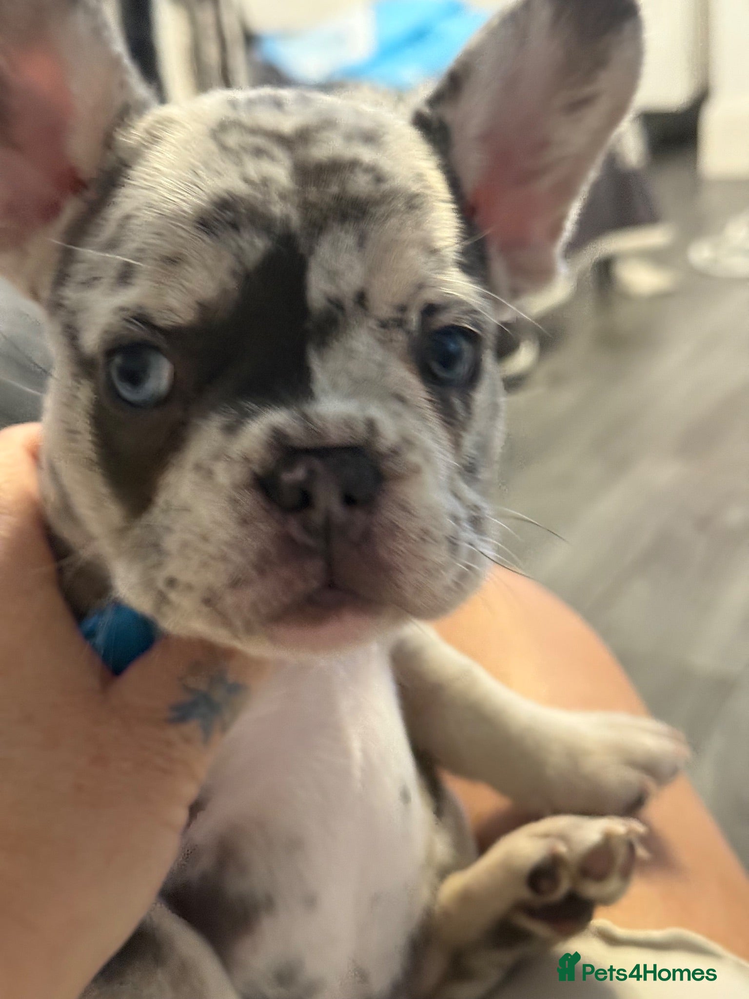 French Bulldog dogs  Beautiful French Bulldog Puppies from £1700 - Advert 2