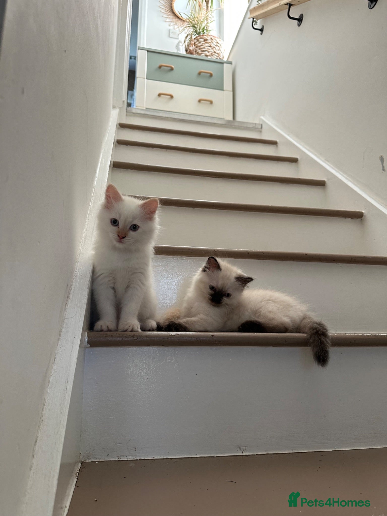 Ragdoll cats Ragdoll kittens for sale🎀 - Advert 13