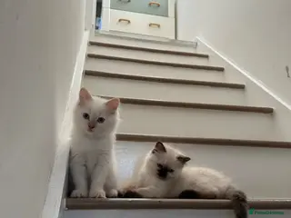 Ragdoll cats Ragdoll kittens for sale🎀 - Advert 13