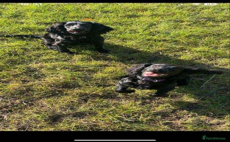 Cocker Spaniel dogs - Advert 16