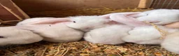 Mini Lop rabbits for sale: 3 white beauty’s for sale NEED TO GO  - Advert 17