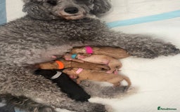 Cavapoochon dogs for sale: Cavapoochon Puppies - Image 2