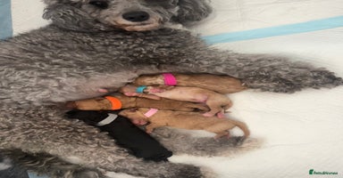 Cavapoochon dogs - Advert 5