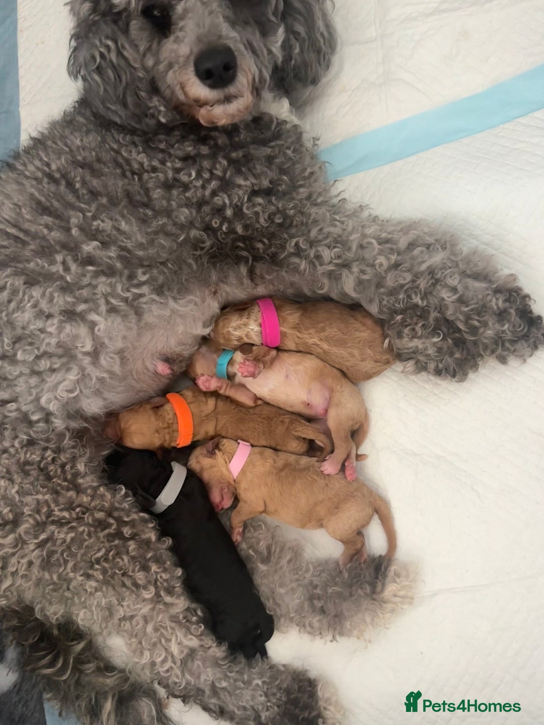 Cavapoochon dogs for sale: Cavapoochon Puppies - Image 2