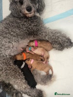 Cavapoochon dogs - Advert 2