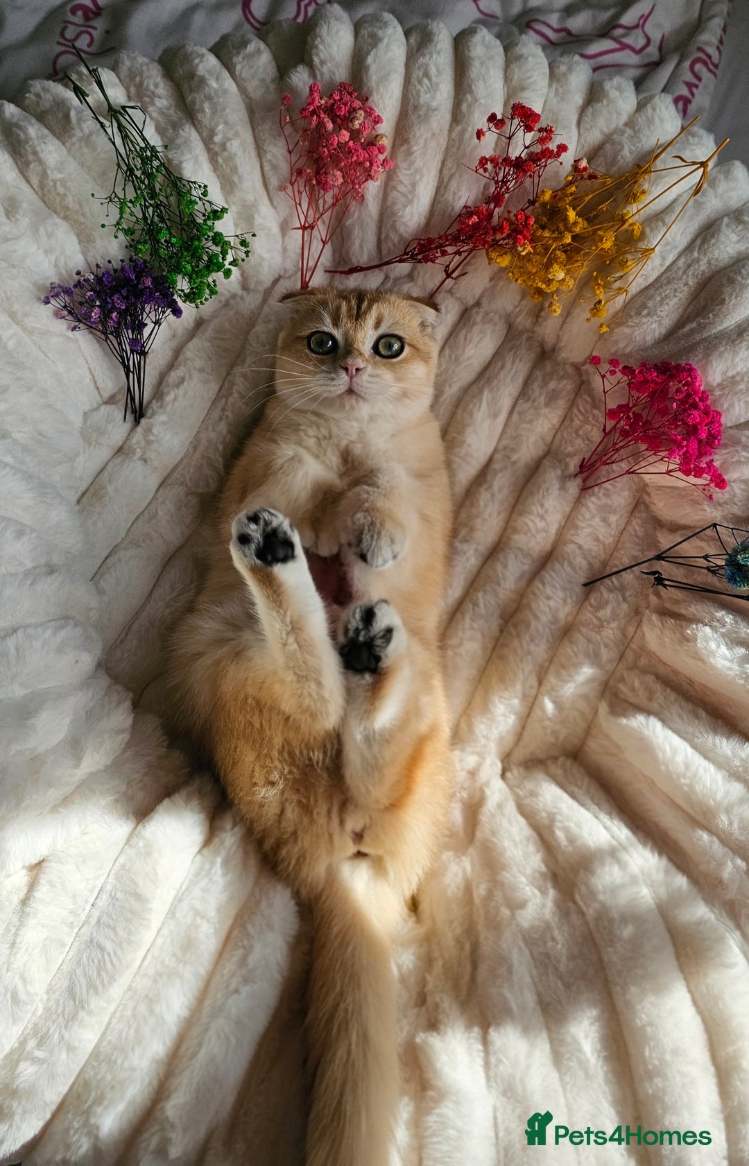 Scottish Fold cats for sale: READY NOW-TICA-SCOTTISH FOLD GIRL  - Image 36