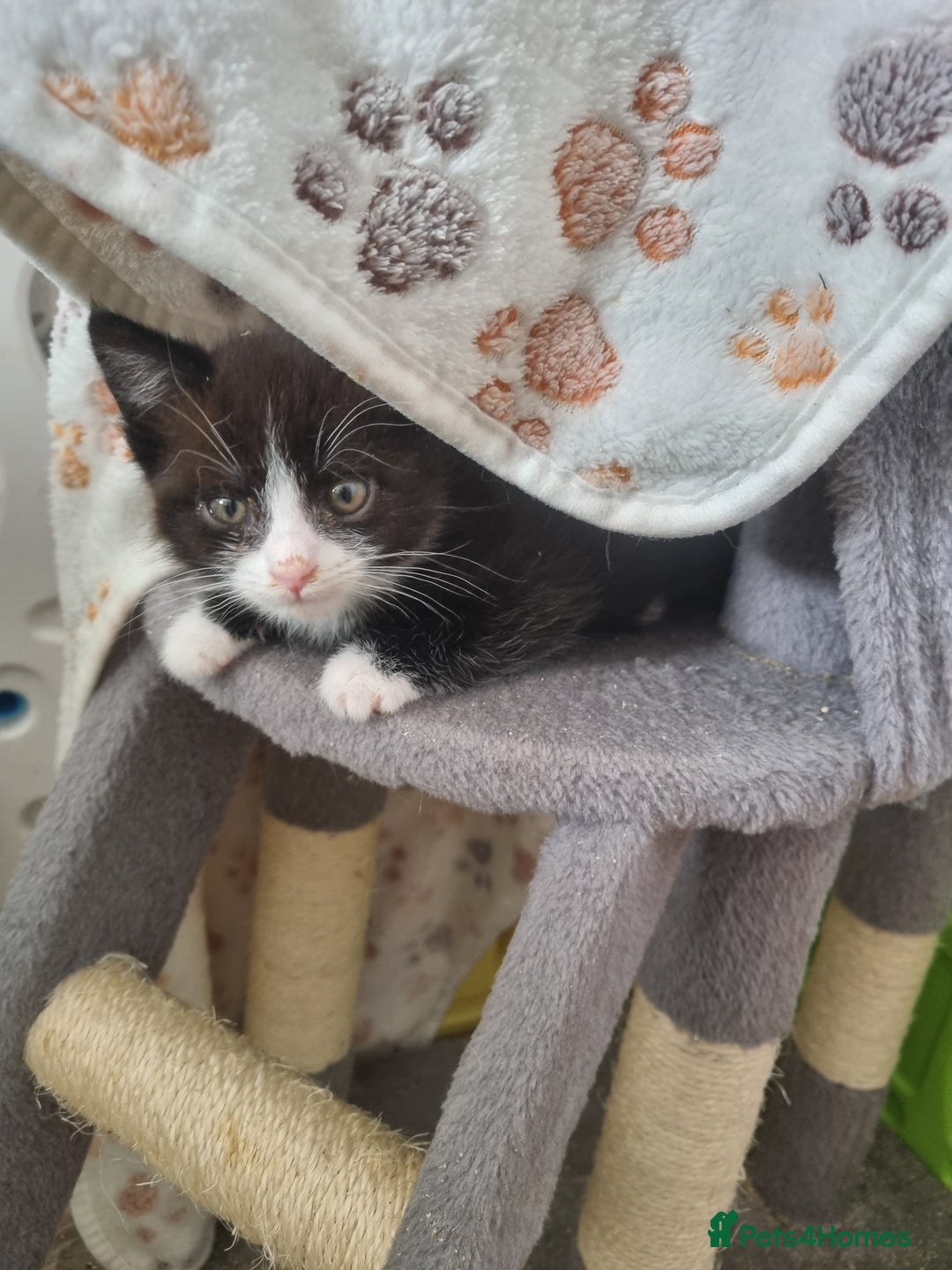 Mixed Breed cats for sale: Kittens - Image 14