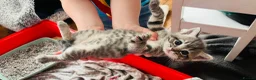 Ragdoll cats for sale: Beautiful Ragdoll cross kittens for sale  - Advert 4