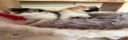 Sphynx cats for sale: Spyhnx mixed breed  in Epsom - Advert 27