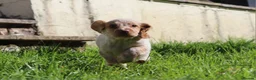 Cocker Spaniel dogs for sale: Kc registered working cockers  - Advert 21