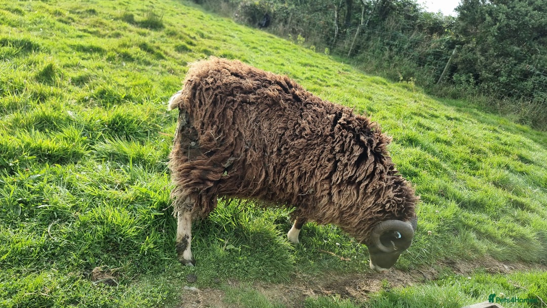 Sheep livestock for sale: Shetland Ram and Soay Ewe - Image 3