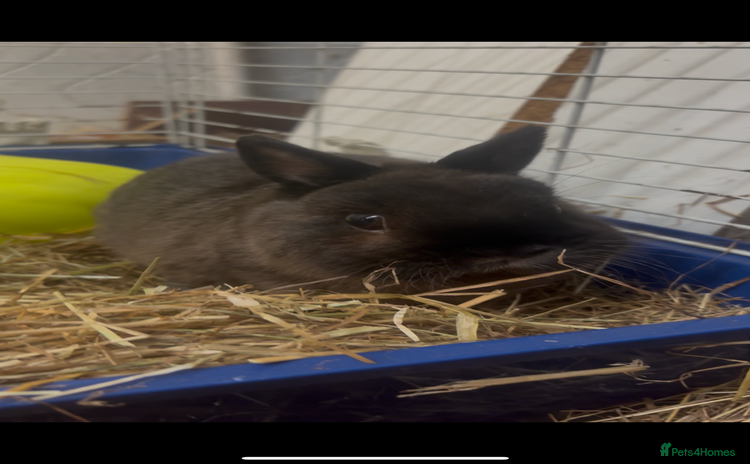 Netherland Dwarf rabbits - Advert 1