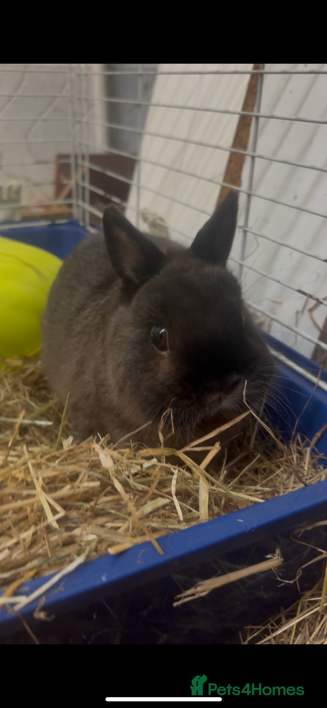 Netherland Dwarf rabbits for sale: Netherlands dwarf bunnies ❤️ - Image 1