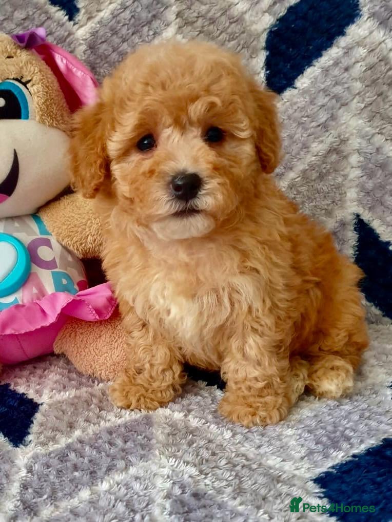 Maltipoo dogs READY TO LEAVE!! BEAUTIFUL LITTER OF F1B MALTIPOOS - Advert 3