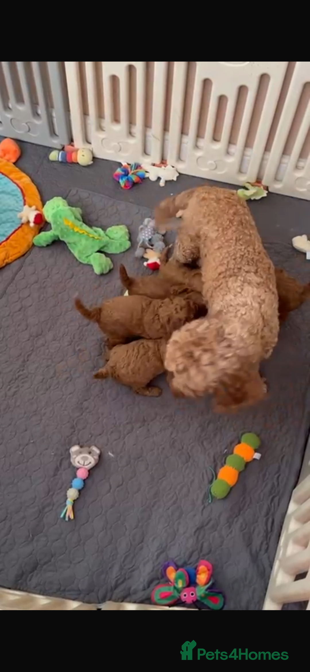 Cavapoo dogs for sale: Merlesque 5⭐️⭐️⭐️⭐️⭐️F1b Cavapoo’s  - Image 9