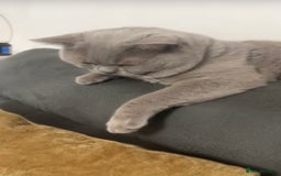 British Shorthair cats for sale: British short hair kitten  - Image 3
