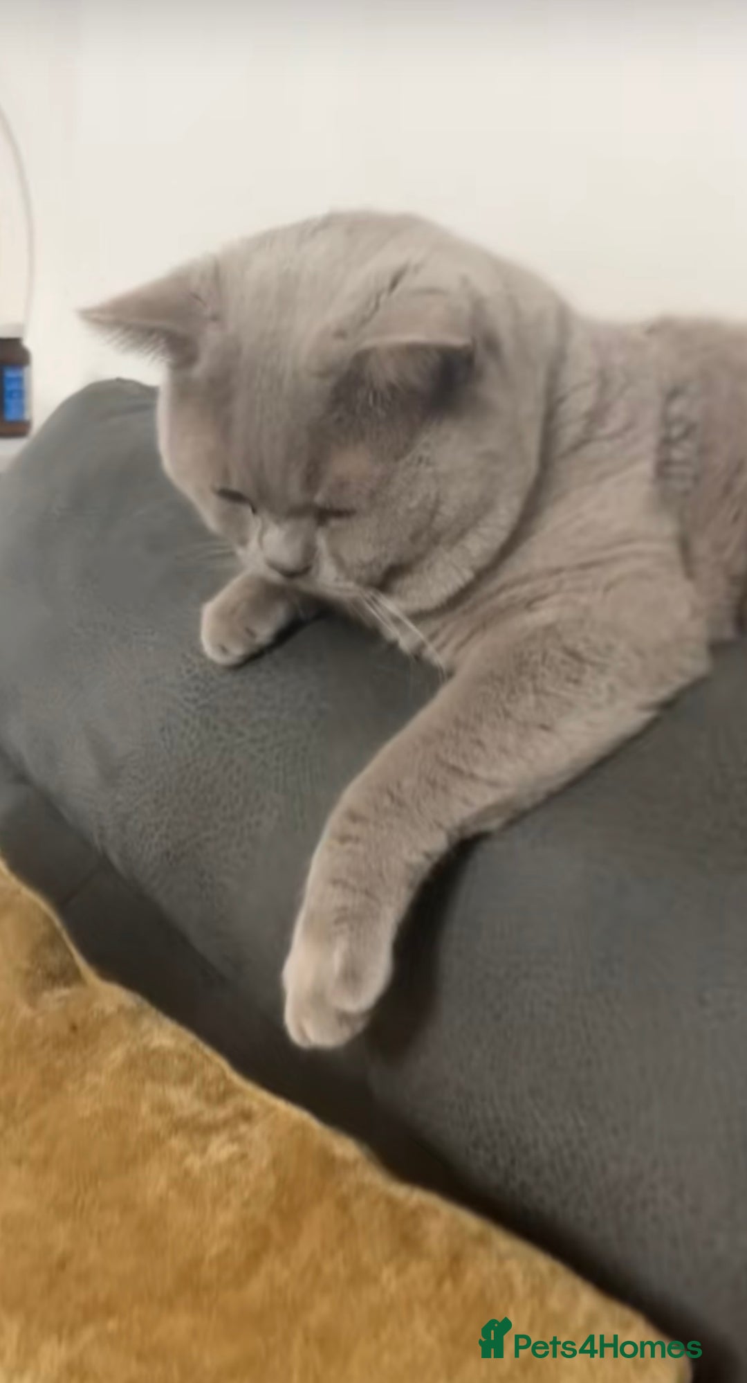 British Shorthair cats for sale: British short hair kitten  - Image 3