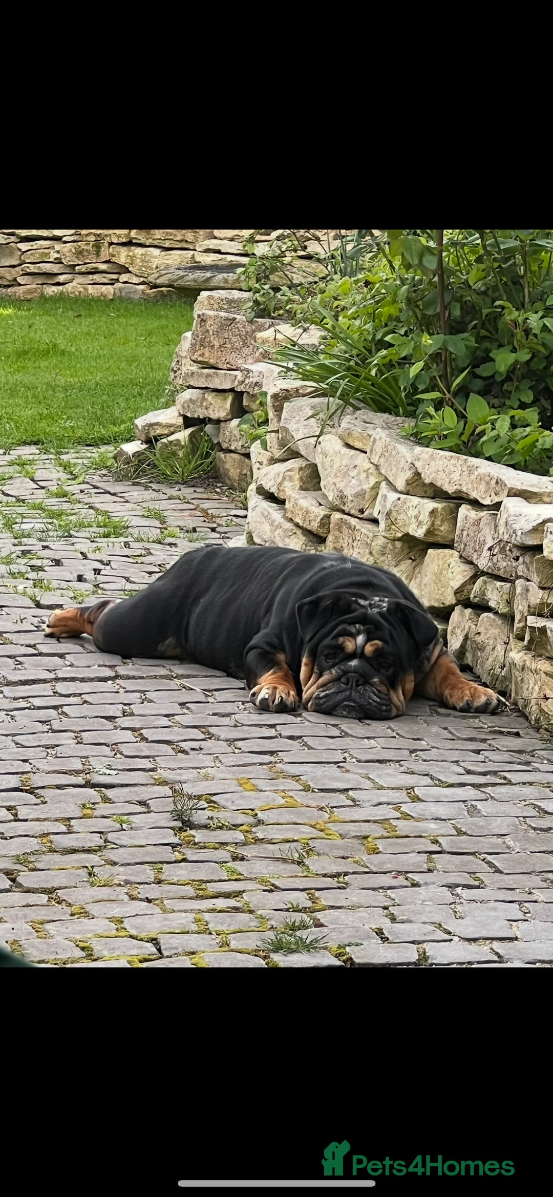 English Bulldog dogs for sale:  English Bulldogs for sale £1000 each  - Advert 9