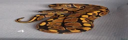 Python Snake reptiles for sale: Hatchling Royal Python's Females  - Advert 3