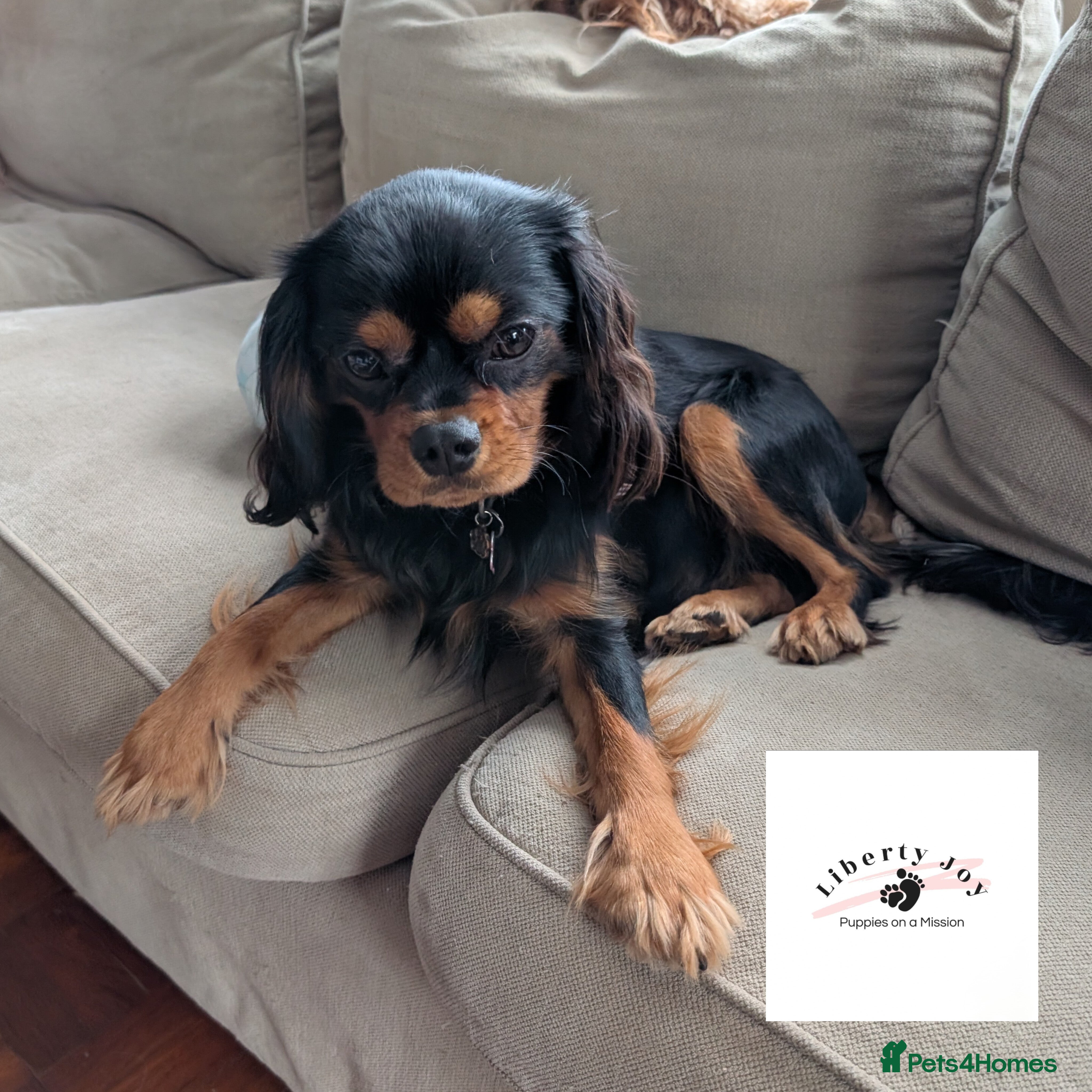 Cavalier King Charles Spaniel dogs KC Black & Tan Cavalier STUD. DNA & Health Tested - Advert 7