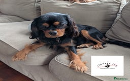 Cavalier King Charles Spaniel dogs for stud: KC Black & Tan Cavalier STUD. DNA & Health Tested - Image 1