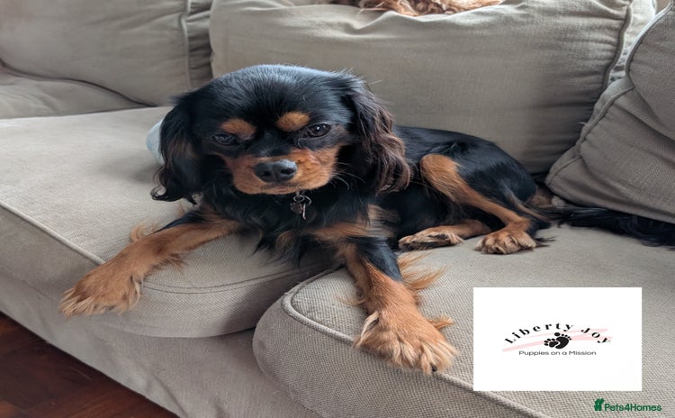 Cavalier King Charles Spaniel dogs - Advert 1