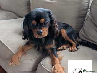 Cavalier King Charles Spaniel dogs - Advert 2