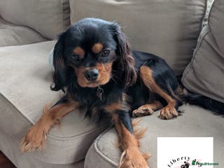 Cavalier King Charles Spaniel dogs KC Black & Tan Cavalier STUD. DNA & Health Tested - Advert 4