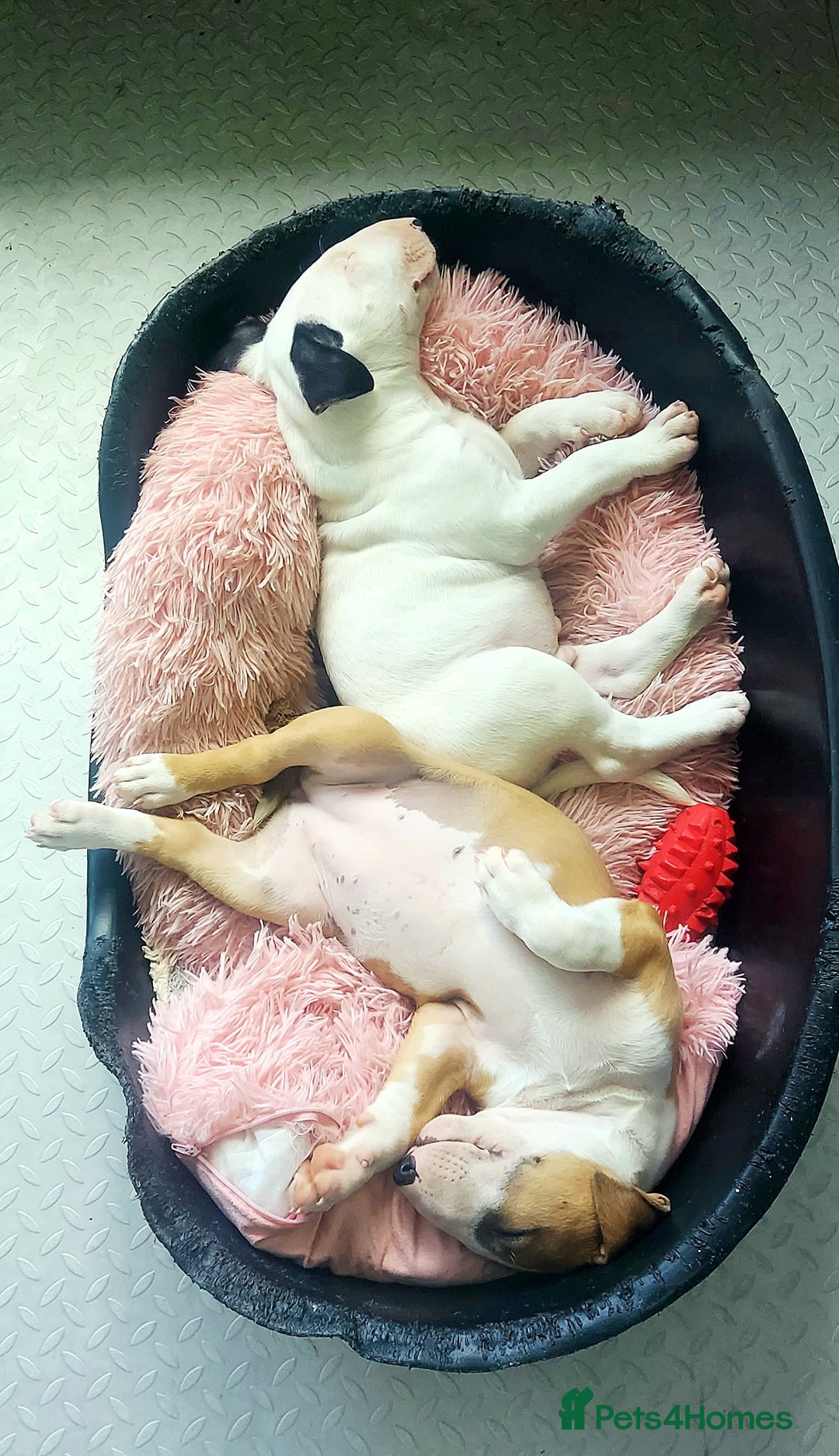 Bull Terrier dogs for sale: Beautiful top class puppy boy - Image 5