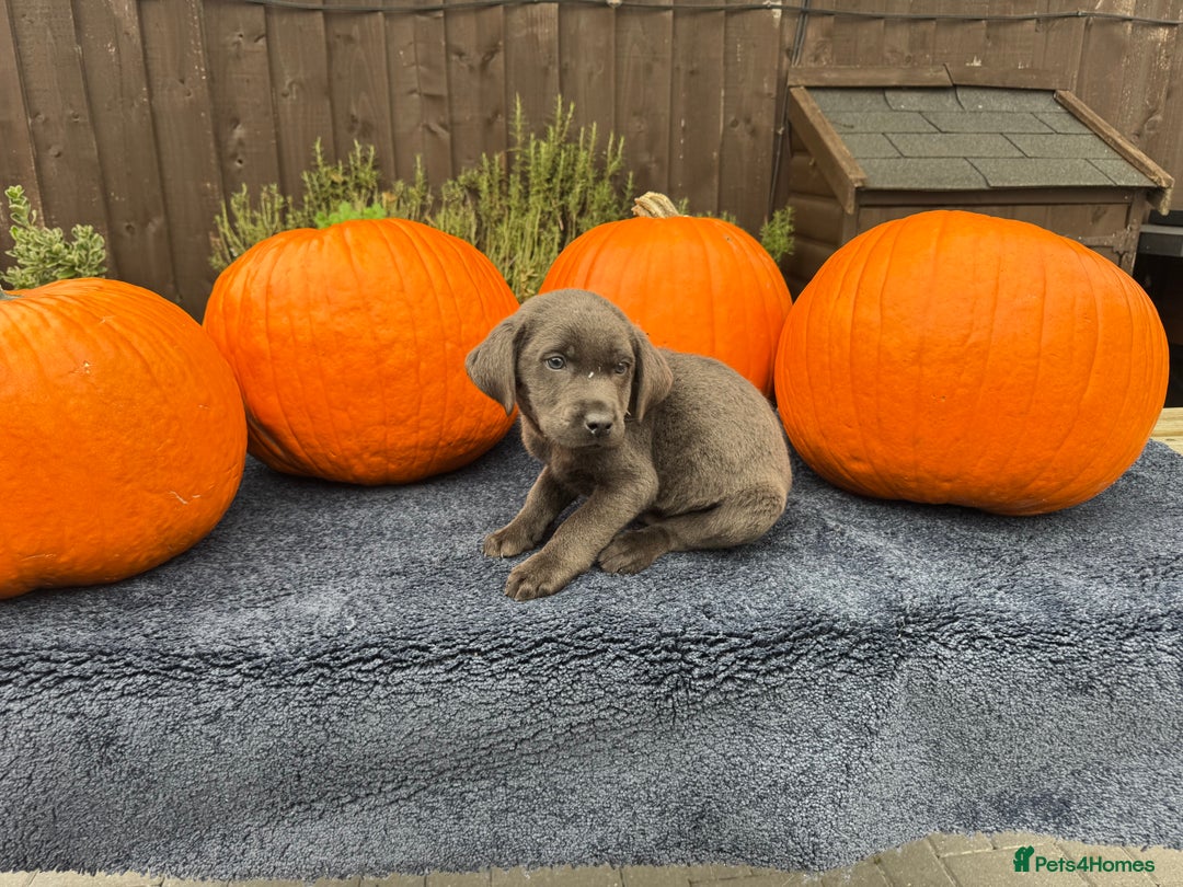 Labrador Retriever dogs for sale: stunning Lab Puppies Rare Colours & Family Raised - Image 16