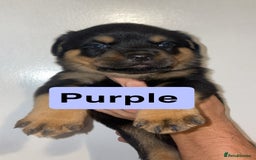Rottweiler dogs for sale: 11 Chucky Rottweiler puppies for sale  - Image 26