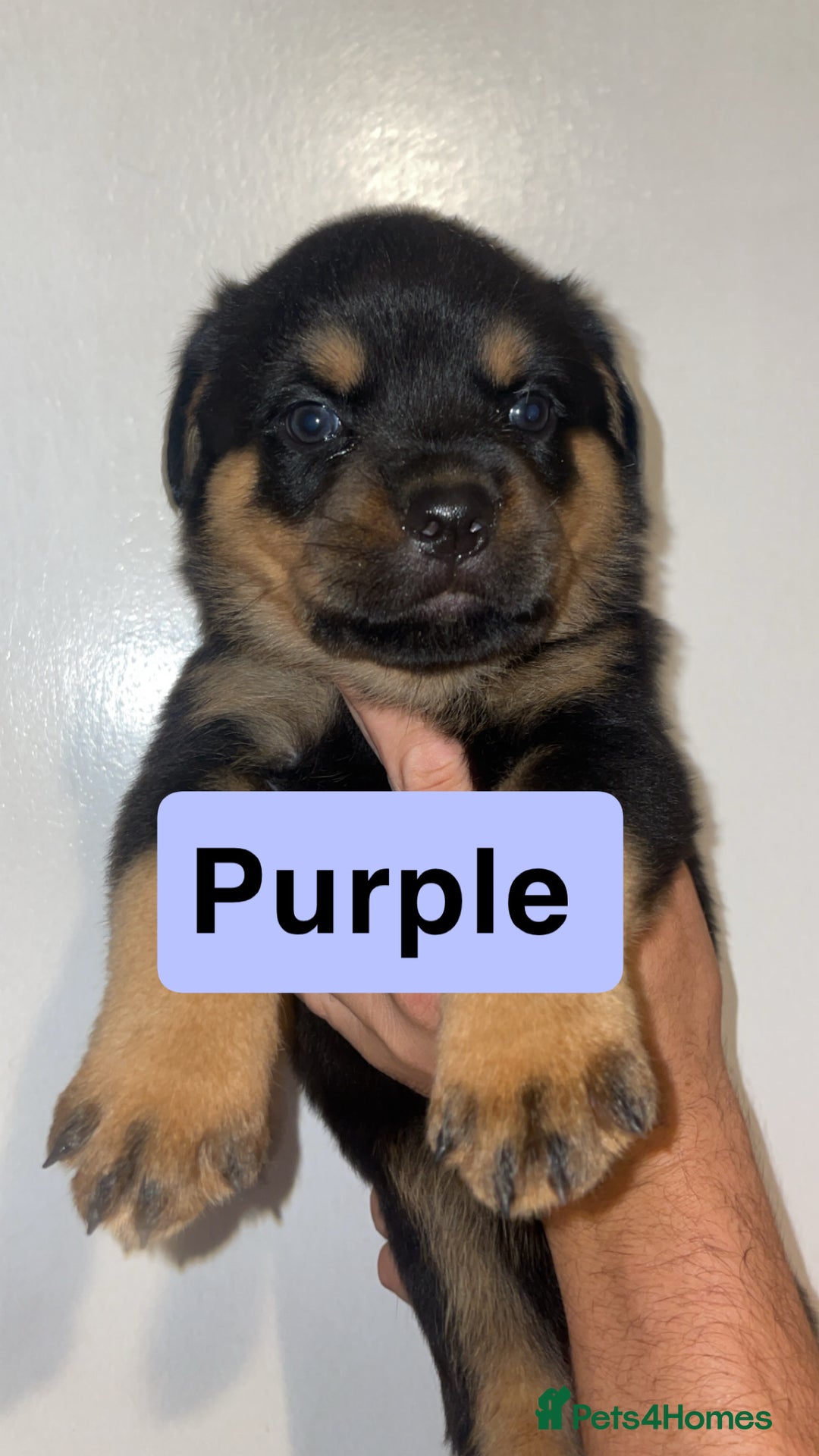 Rottweiler dogs for sale: 11 Chucky Rottweiler puppies for sale  - Image 26